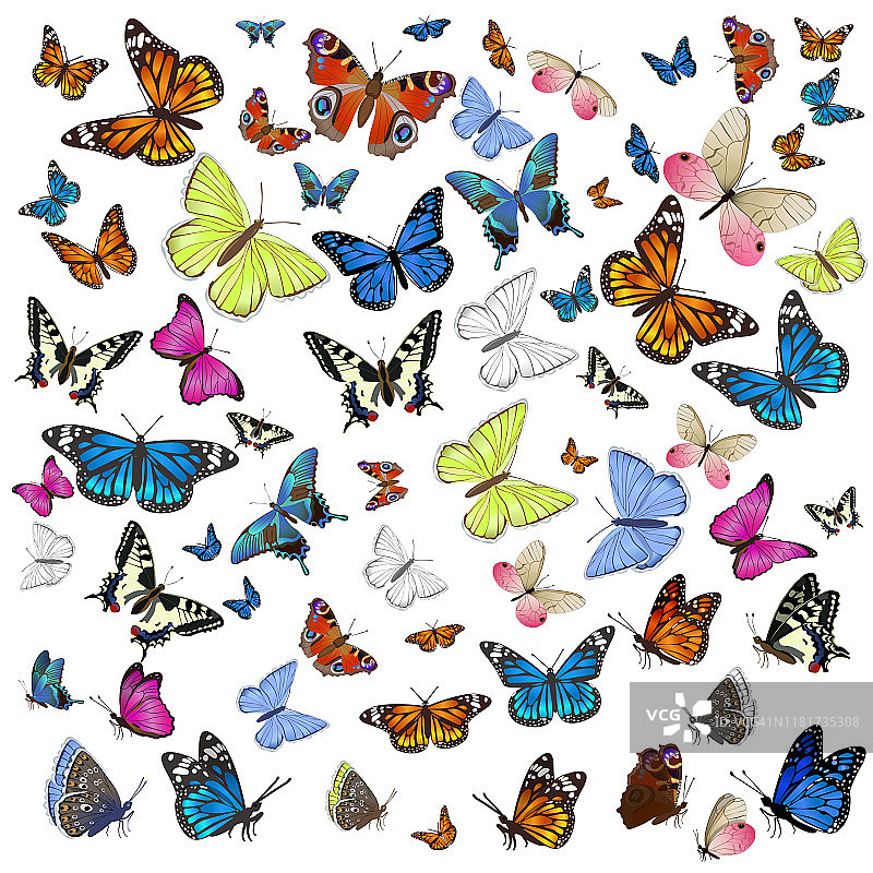 一组不同的蝴蝶在飞翔和坐着。孤立在白色背景上。矢量图形。图片素材