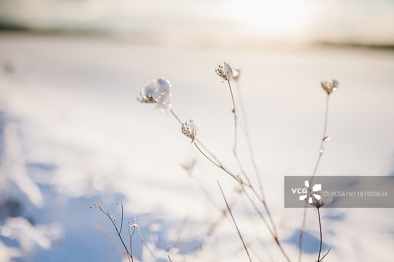 冬天地里冷冻的植物图片素材