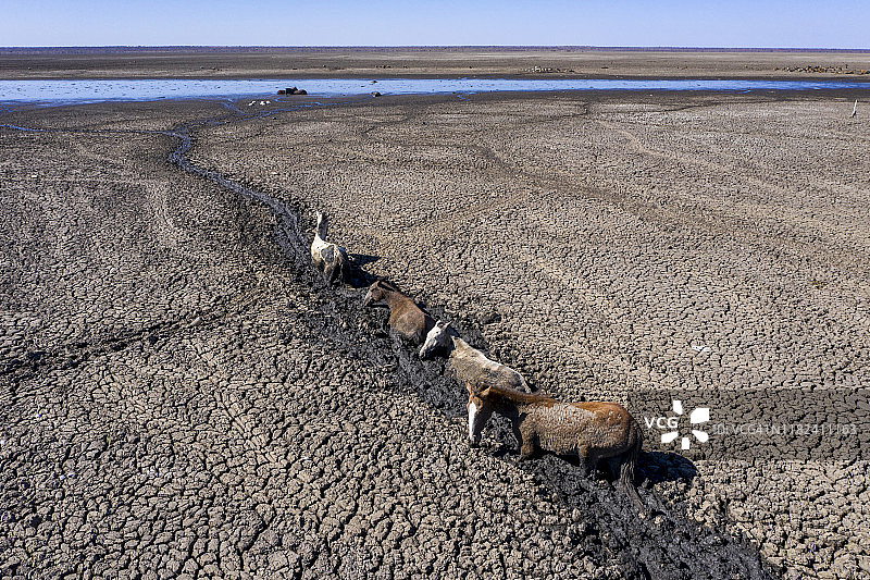 由于干旱和气候变化，绝望的马试图到达最后一个水源的鸟瞰图。恩加米湖，奥卡万戈三角洲，博茨瓦纳图片素材