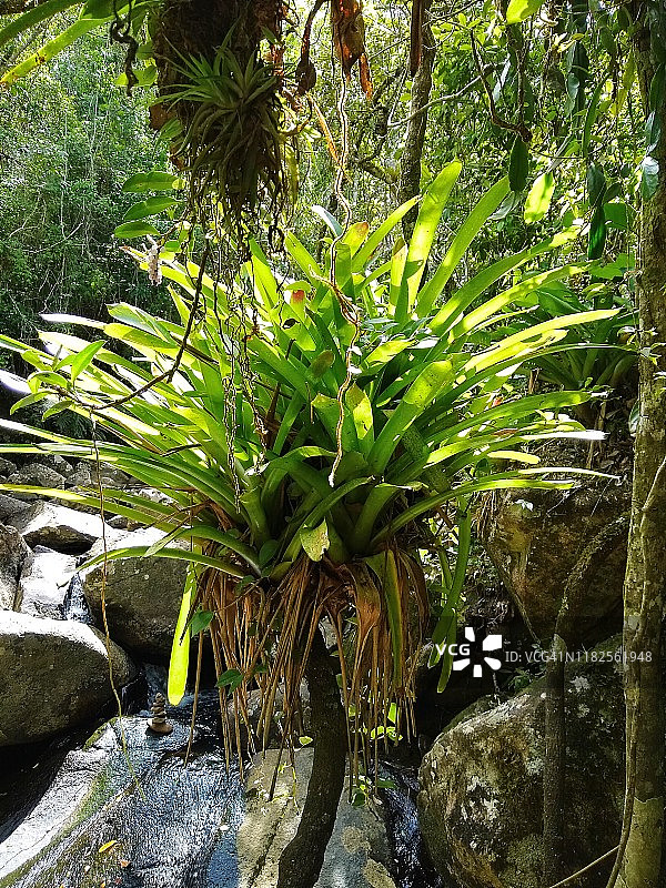 兰花(兰科)在大西洋森林，Florianópolis -圣卡塔琳娜，巴西图片素材