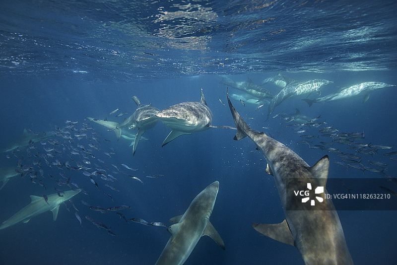 在南非东海岸，一群青铜鲸鲨正在捕食一个沙丁鱼诱饵球。图片素材