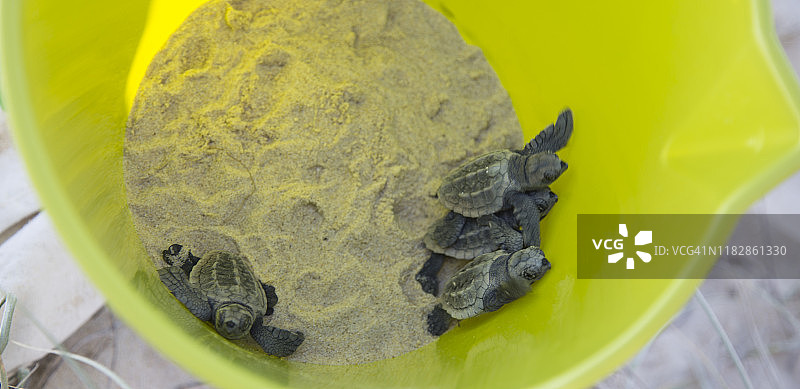 小赤蠵龟正在孵化图片素材