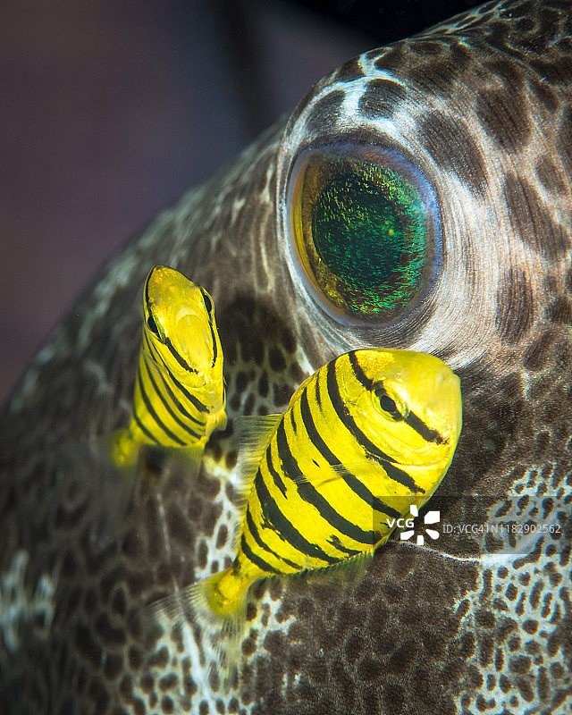 所罗门群岛水下的幼年金鲹鱼和河豚鱼图片素材