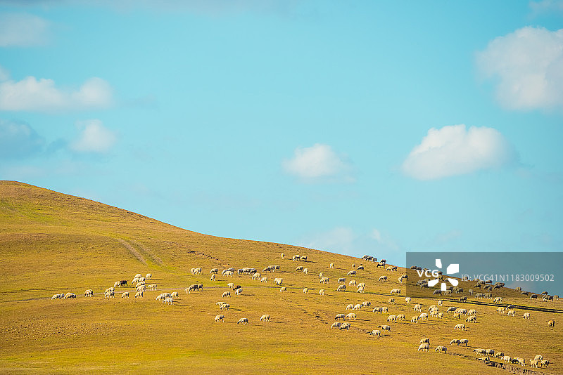 秋天，绵羊在山坡上吃草图片素材