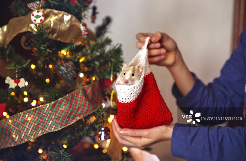 一只叙利亚小仓鼠装在圣诞老人手工编织的靴子里，后面有圣诞树和圣诞灯图片素材