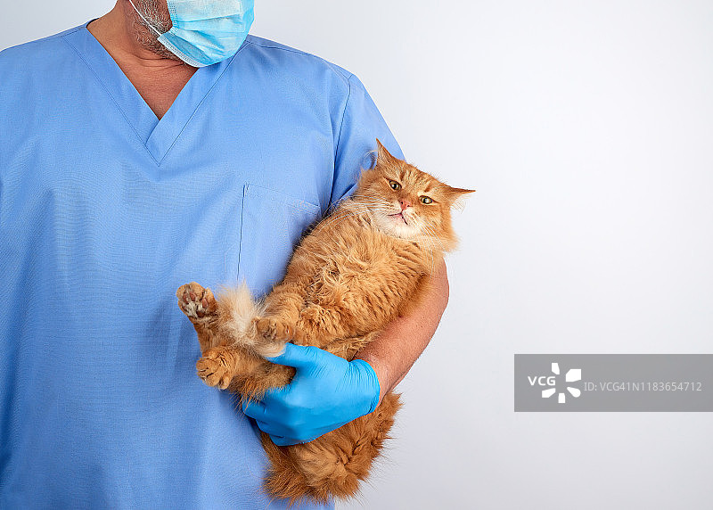 兽医穿着蓝色制服，戴着无菌乳胶手套，握住并检查一只毛茸茸的红色大猫图片素材