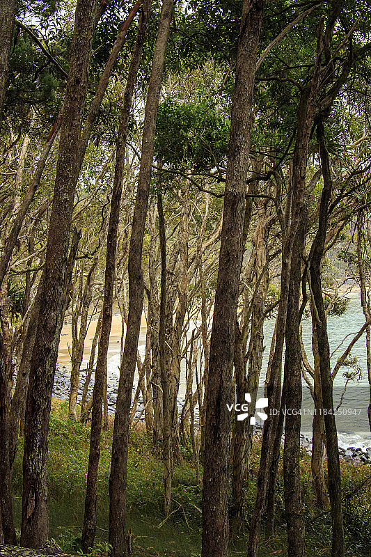 努萨国家公园的海滩上排列着树木图片素材