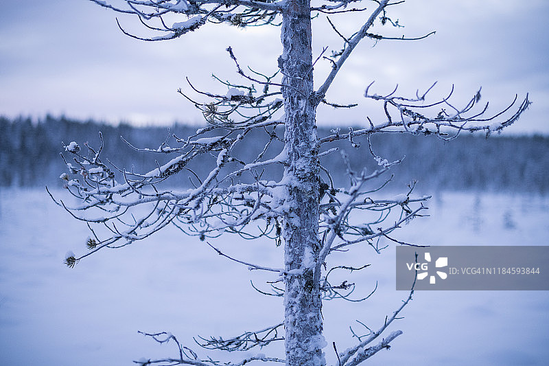 树在冬天图片素材