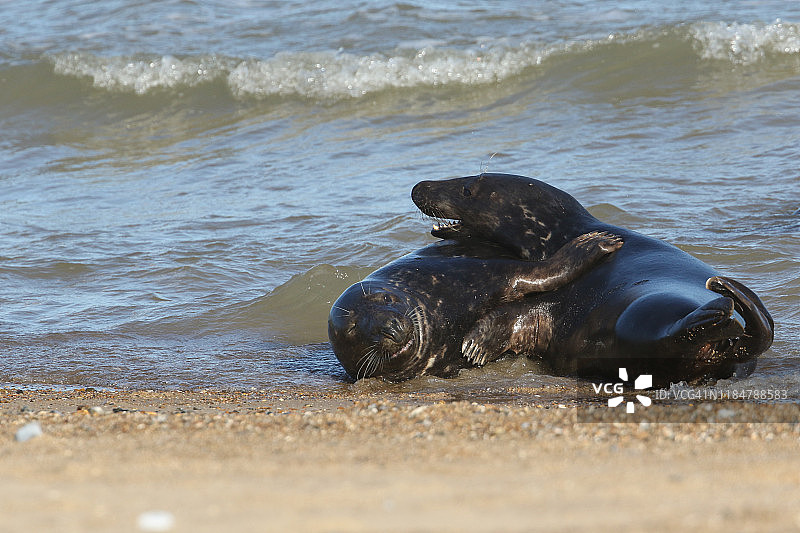 在繁殖季节，灰海豹在海边玩耍打架。图片素材