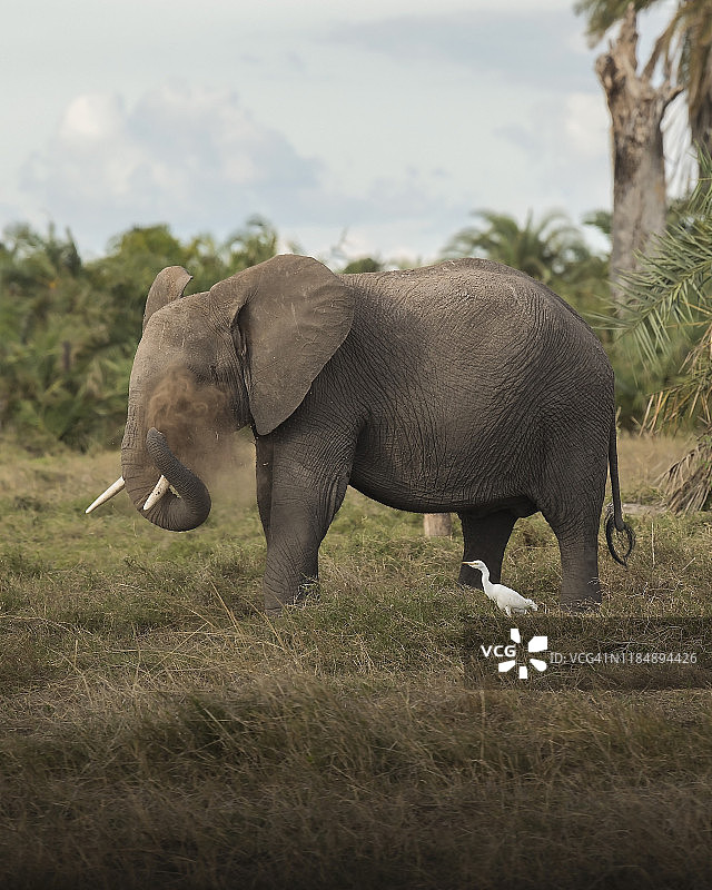 非洲大象在安博塞利国家公园散步图片素材