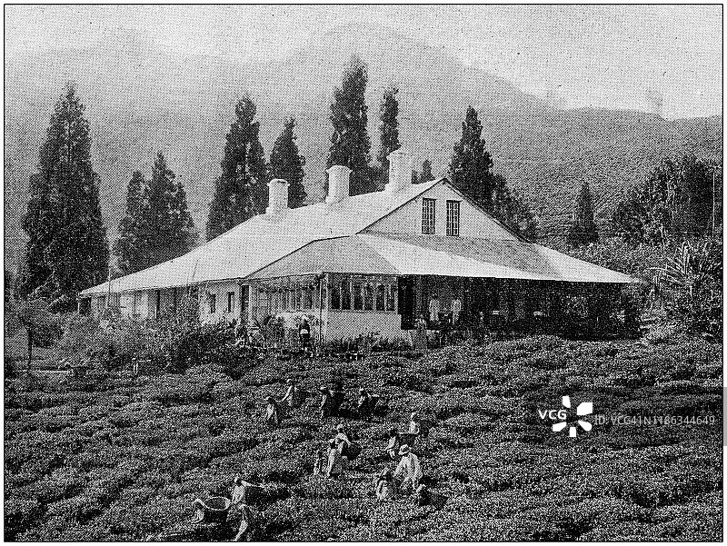 古董照片:印度大吉岭茶园图片素材