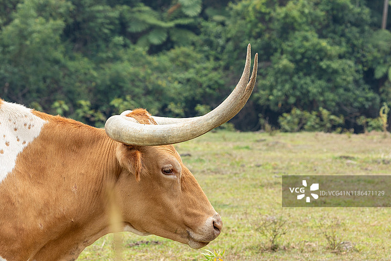 德克萨斯长角肉牛在围场吃草图片素材