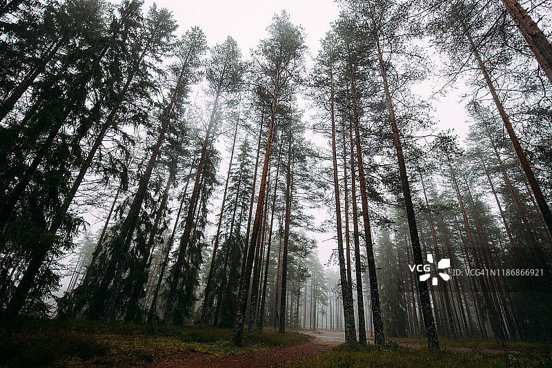 童话森林芬兰。赫尔辛基附近雾蒙蒙的森林图片素材