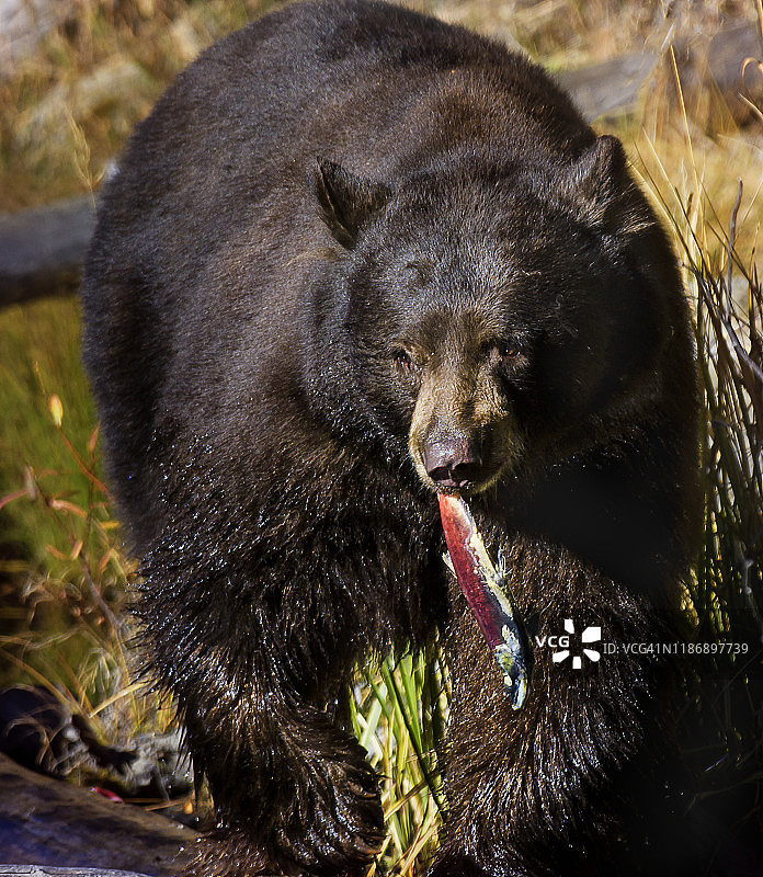 可爱的近距离黑熊与科科尼鲑鱼在泰勒溪，南太浩湖图片素材