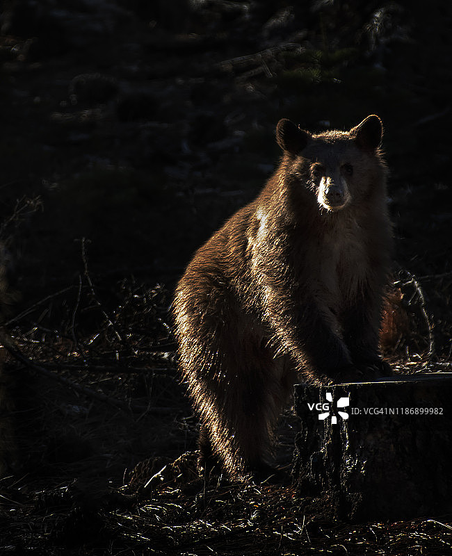 美丽的背光黑熊幼崽在泰勒溪，南太浩湖图片素材