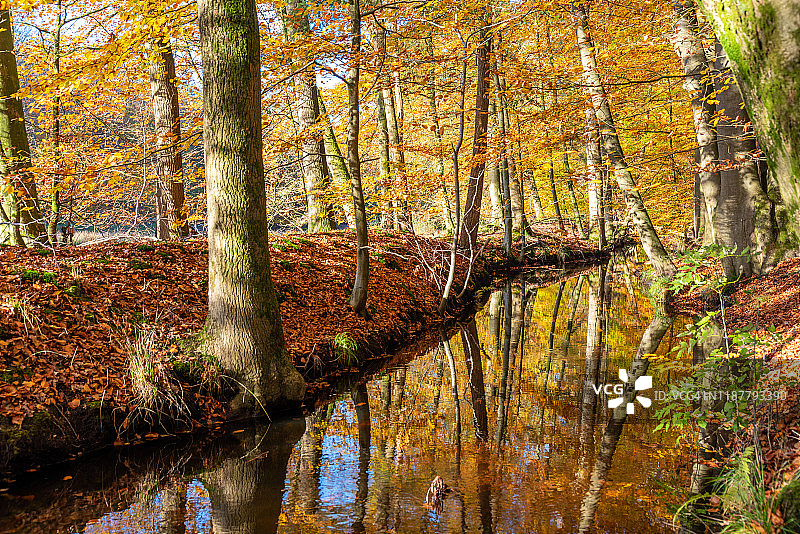 秋天，荷兰盖德兰省的森林里的小溪图片素材