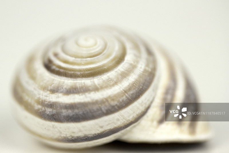 蜗牛的壳图片素材
