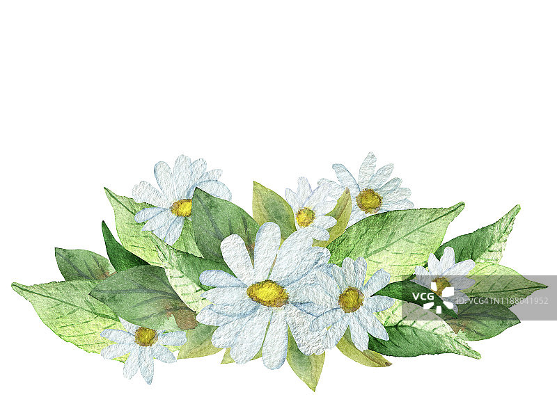 水彩手画自然浪漫的夏日花束组成白色的花瓣和黄色的中心甘菊花和绿色的叶子在白色的背景邀请和贺卡图片素材