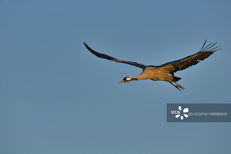 前景是一只欧亚鹤，在温暖的晚霞中飞过蓝天。天鹤座天鹤座。图片素材
