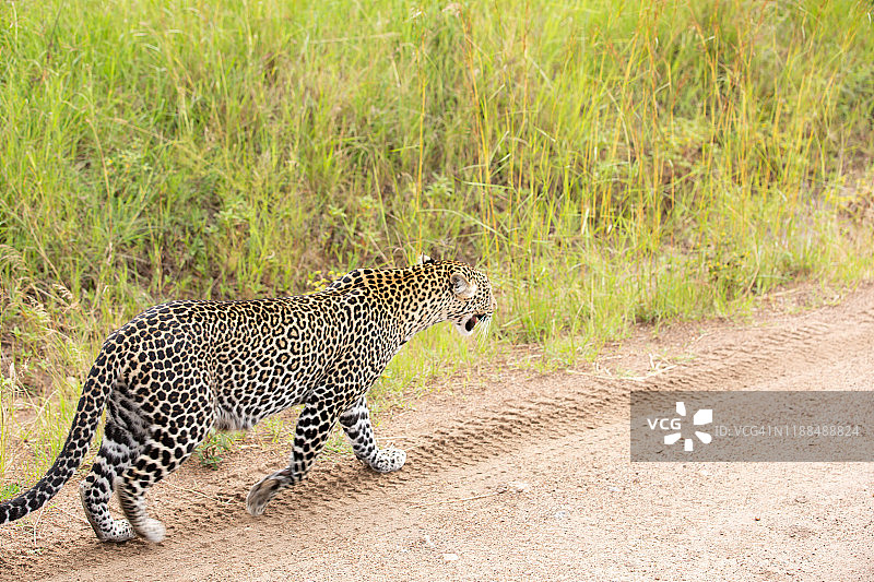 非洲豹在轮胎上行走图片素材
