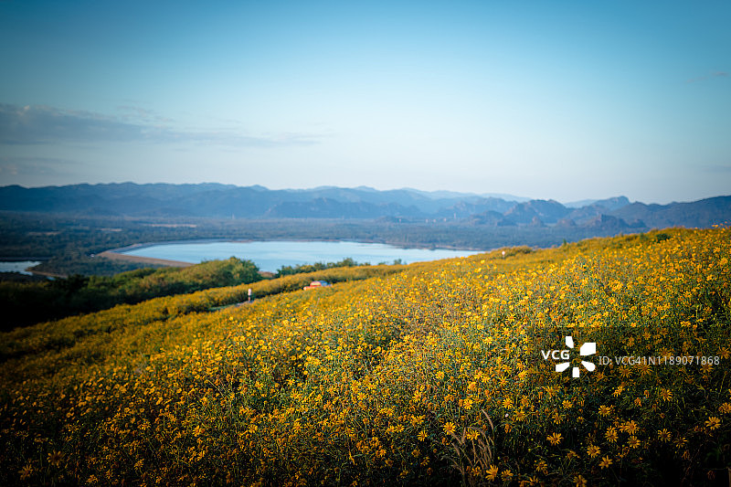 黄色墨西哥向日葵或布阿塘花种植在公园的布阿塘地里。图片素材