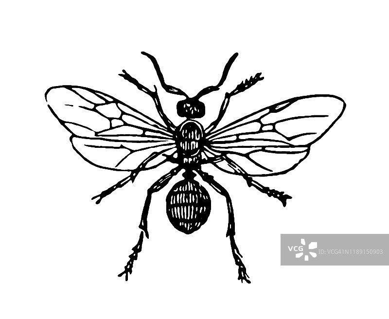 胶木蚁，又称红木蚁，南方木蚁，或母马蚁图片素材