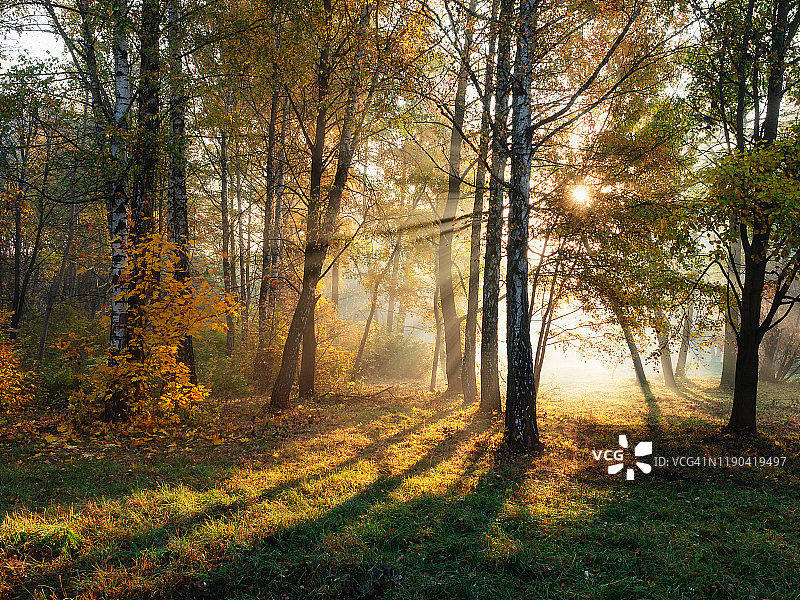 早晨的阳光在薄雾笼罩的秋天森林里照射着图片素材