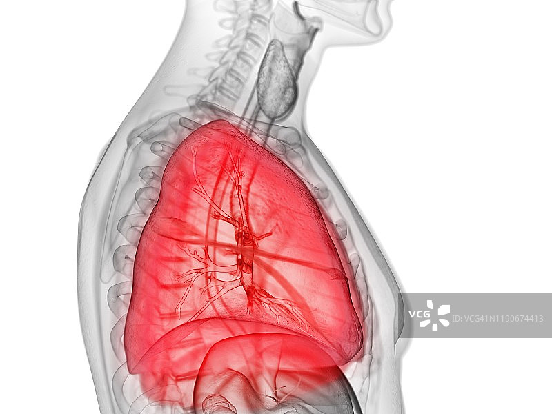 肺癌、插图图片素材