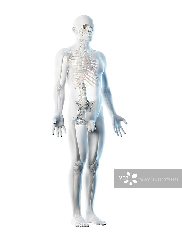 男性骨骼和韧带，插图图片素材
