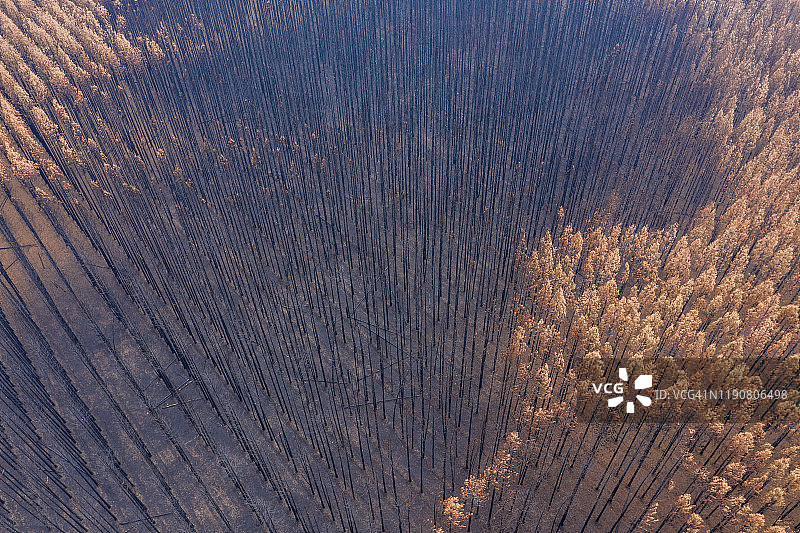 俯视着一片烧焦的松树种植园，褐色的树叶和黑色的树干图片素材