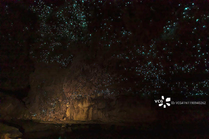 在新西兰的Waipu洞穴的被照亮的蜘蛛树的低角度视图图片素材
