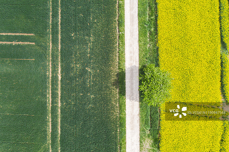 德国，巴伐利亚州，雷根斯堡，航拍沿着油菜籽田的空旷乡村公路在夏天图片素材
