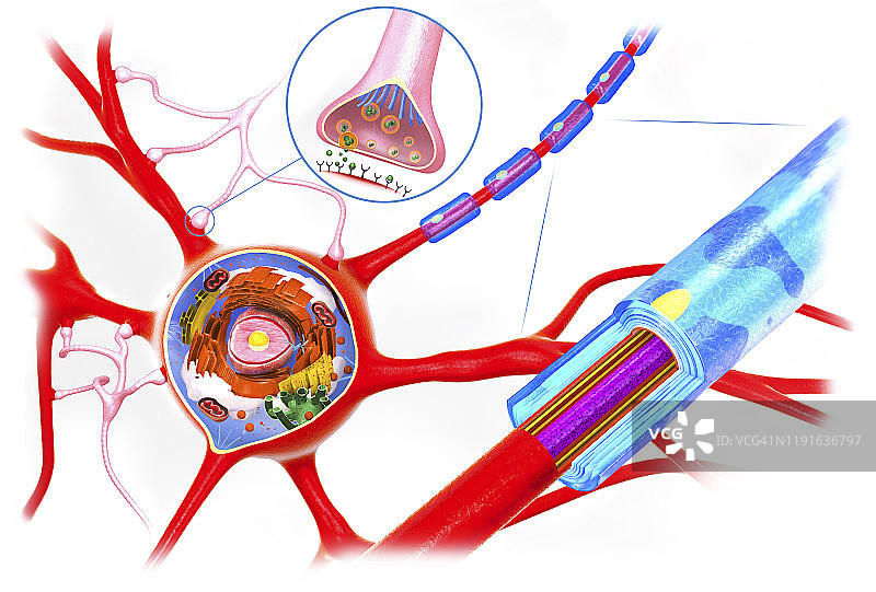 神经细胞解剖，插图图片素材