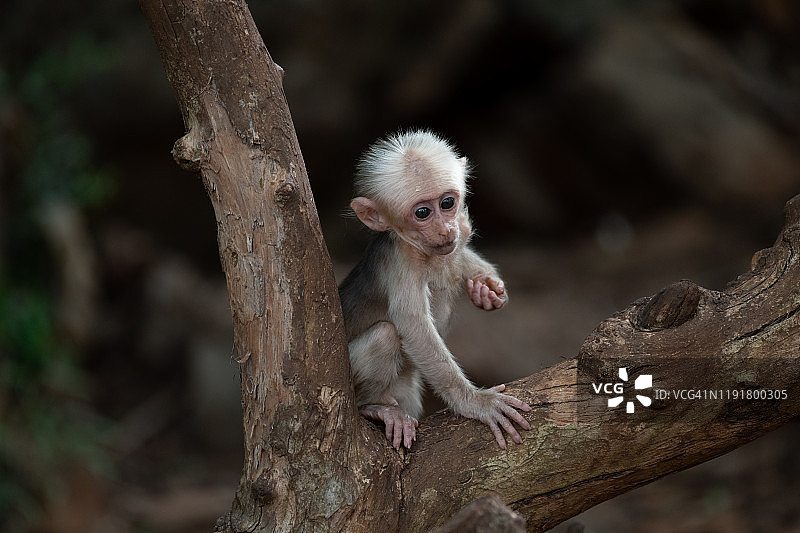 泰国森林里，刚出生的短尾猕猴与妈妈和一群人在树上休息图片素材