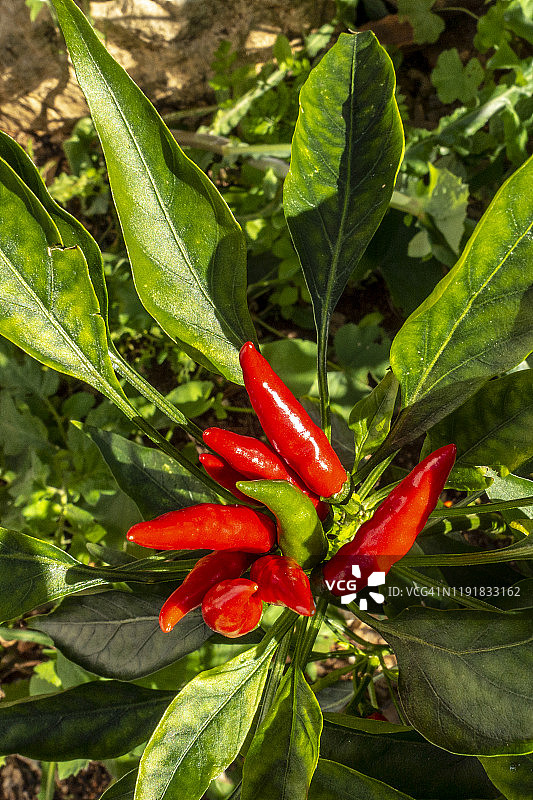 红辣椒在它的植物上图片素材