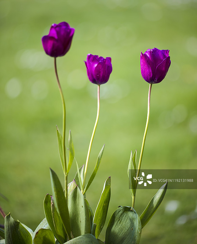 春天的花，紫色，栗色的郁金香在花园里。图片素材
