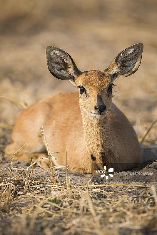 Steenbok (Raphicerus campestris)，雌性，莫雷米野生动物保护区，恩加米兰，博茨瓦纳图片素材