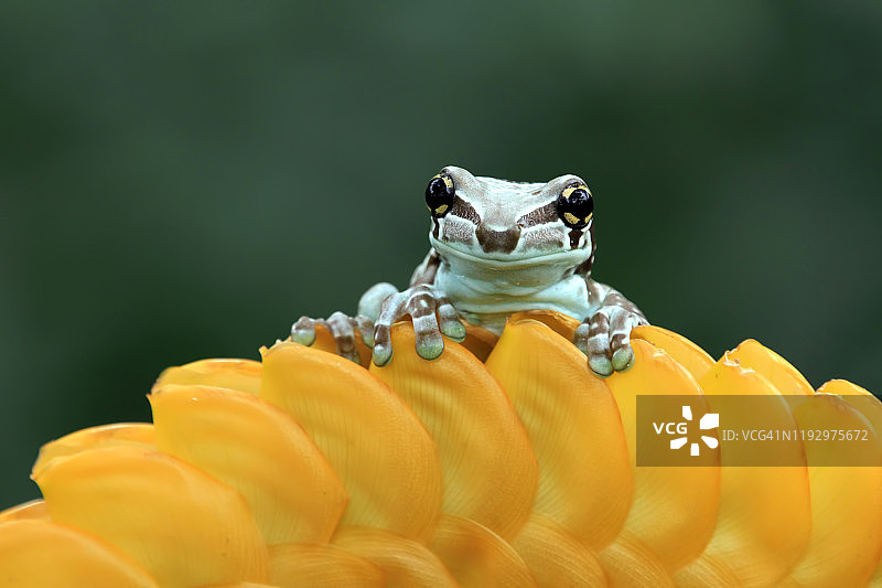 印度尼西亚，亚马逊奶蛙在一朵黄花上图片素材