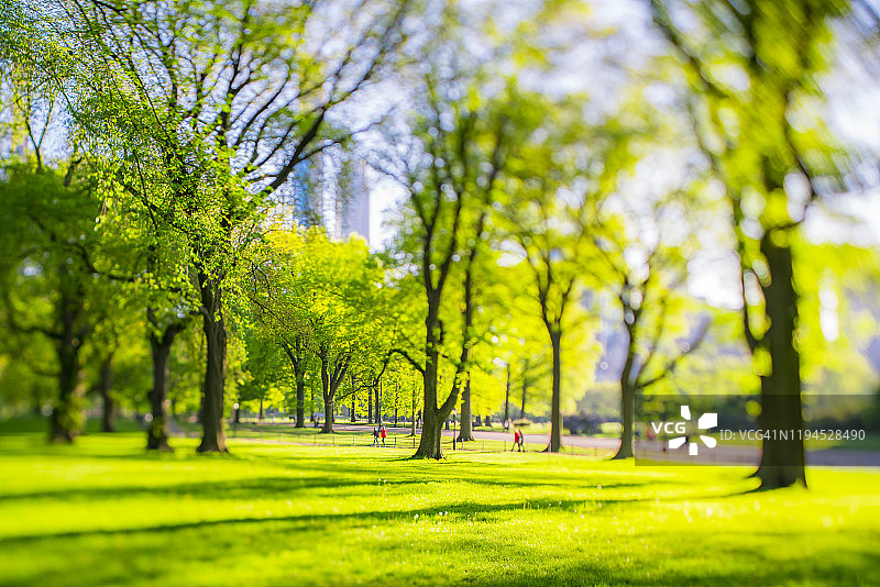 年轻的夫妇走在小路上。春天柔和的阳光照亮了新鲜的绿色、草坪和人行道上的人们。在清新的绿树中可以看到曼哈顿中城的高层建筑。图片素材