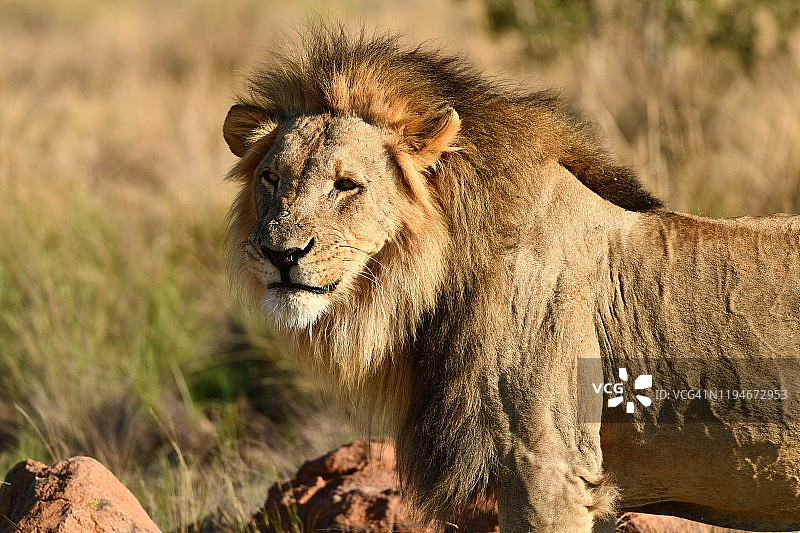野生雄狮在摄影狩猎图片素材