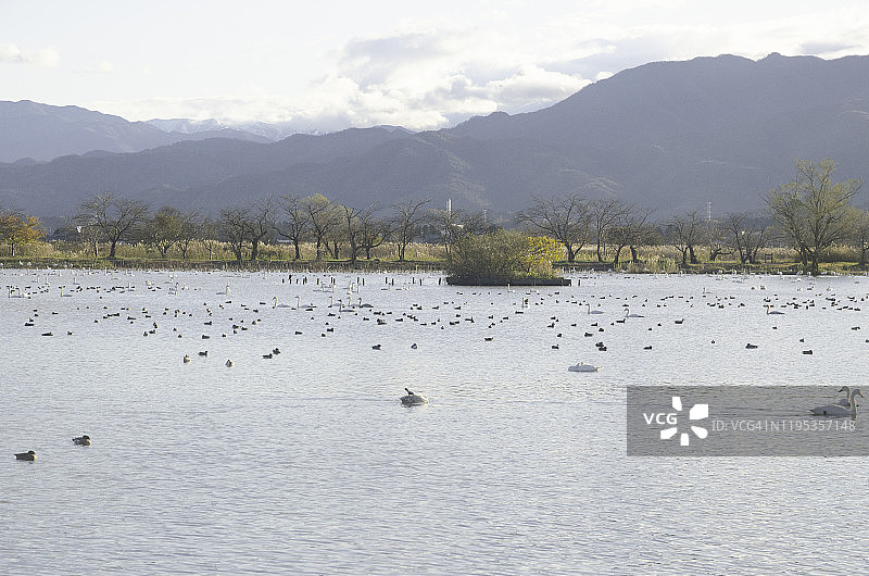 日本新泻县，天鹅居住的Hyoko湖图片素材