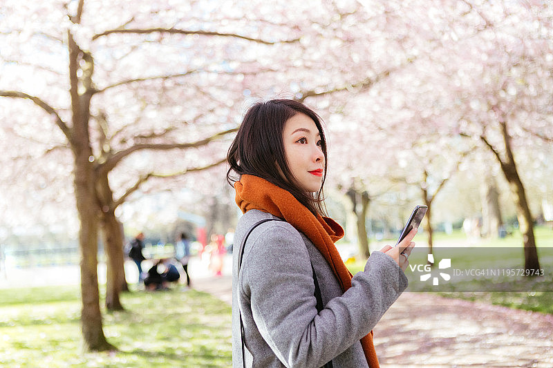 漂亮的年轻女子在用智能手机看樱花树图片素材