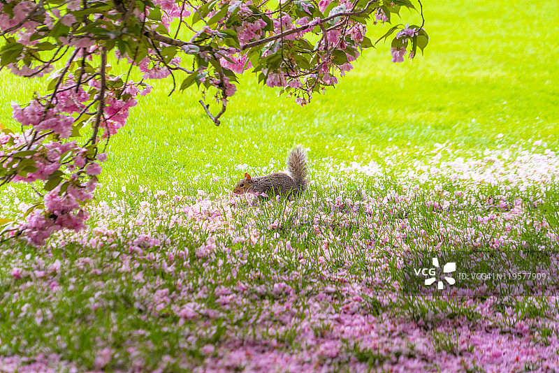 5月4日，在美国纽约大草坪，一只松鼠在樱花树下寻找食物。樱花树被散落的樱花花瓣覆盖。图片素材