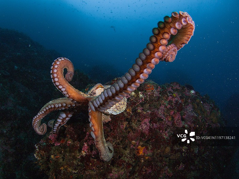 一张普通章鱼的水下照片图片素材