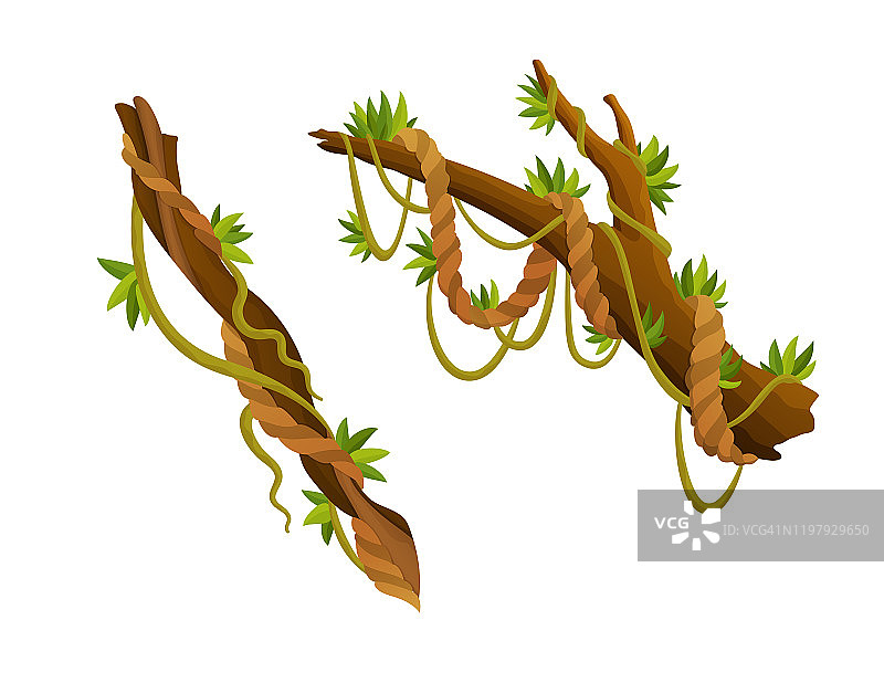 藤本植物或丛林植物或藤本野生绿色植物弯曲的树枝，矢量茎与叶子孤立的装饰元素，热带藤本，雨林植物和外来植物野生卷曲物种和小枝图片素材