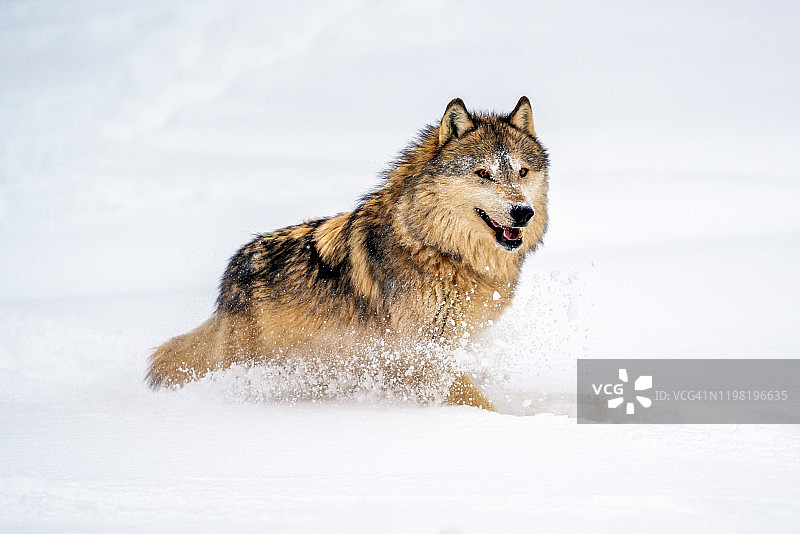 一只大灰狼在雪地里行走图片素材