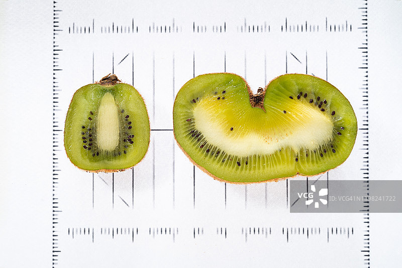 切片猕猴桃-转基因和正常图片素材