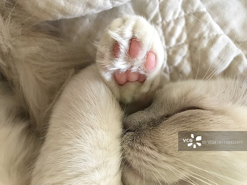 一只小猫蜷缩着爪子睡觉的甜蜜肖像图片素材