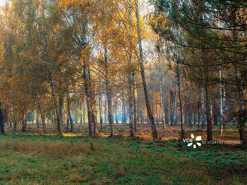 梦幻般的雾蒙蒙的秋天早晨，公园里有桦树图片素材