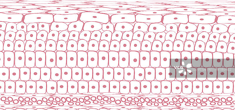 皮肤组织细胞，皮肤层，静脉中的血液图片素材